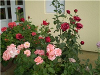 27ccc7b1-Picture 2796.jpg
